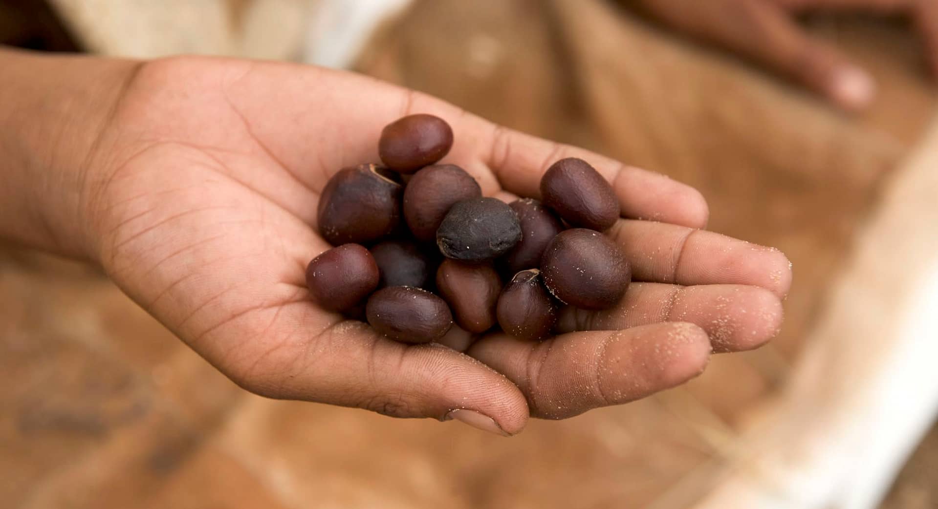 Dark brown beans held in an open hand.