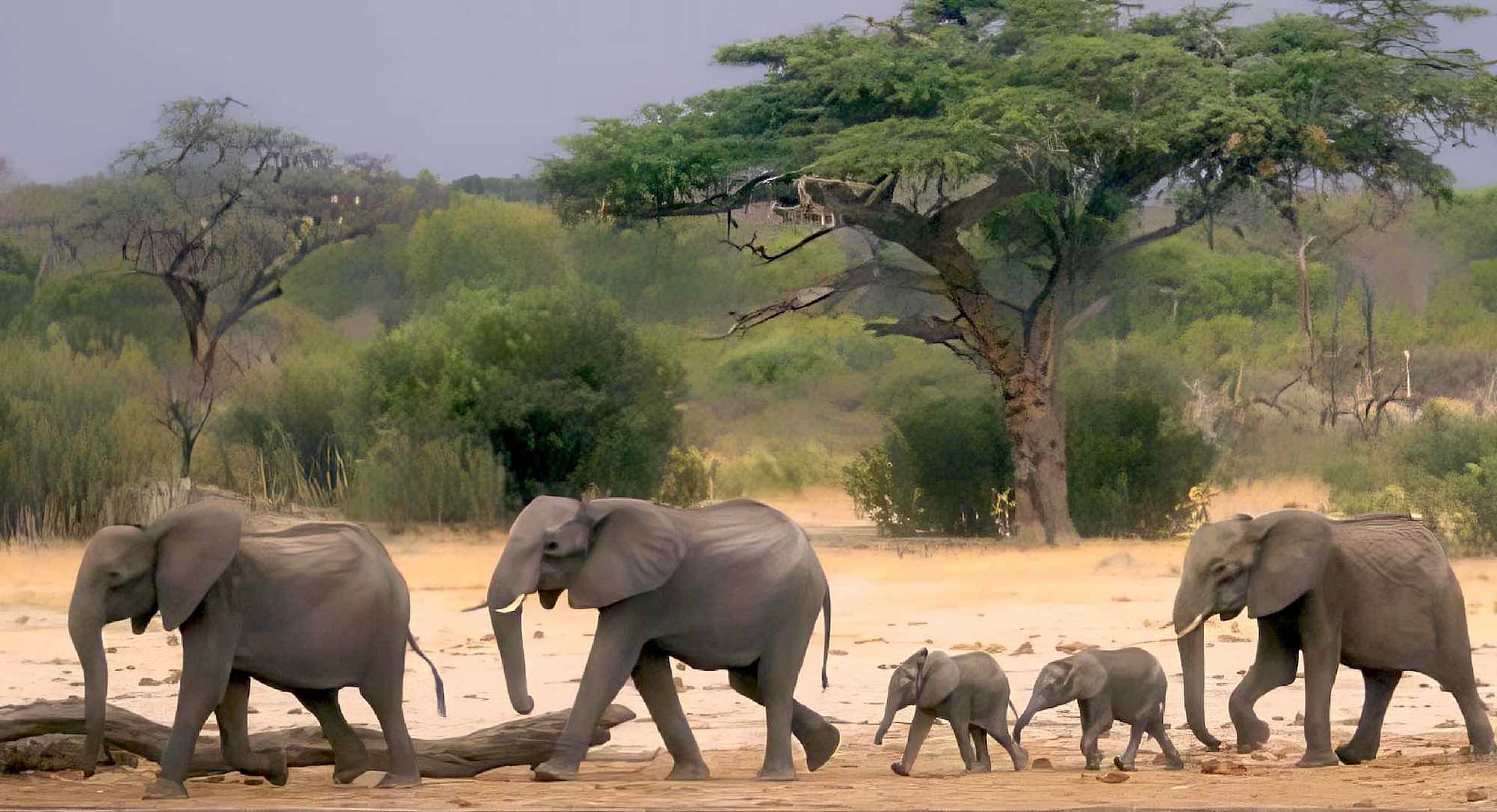 Two adult elephants lead two youngsters across a sandy patch with another adult in the rear.