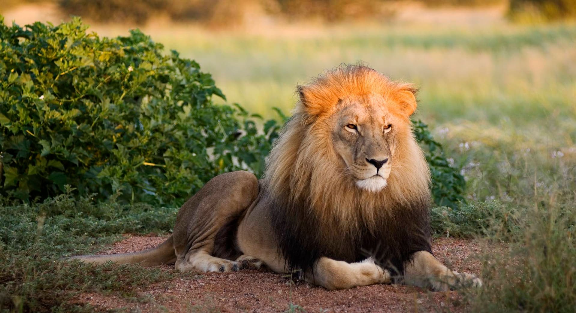 A male lion sitting next to a green bush.