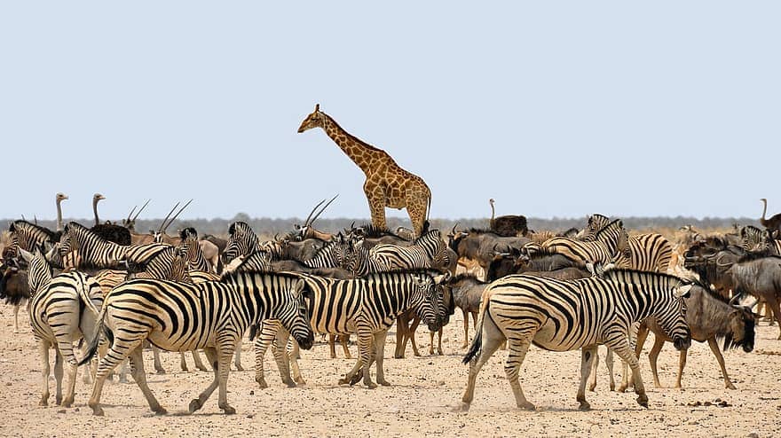 conservation investment