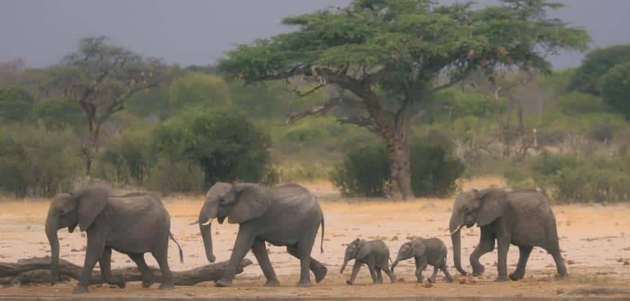 elephants