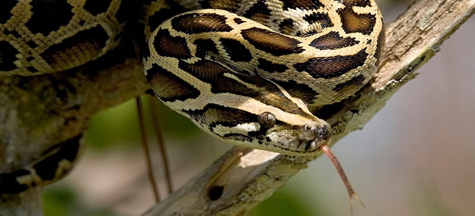 coronavirus and snakes