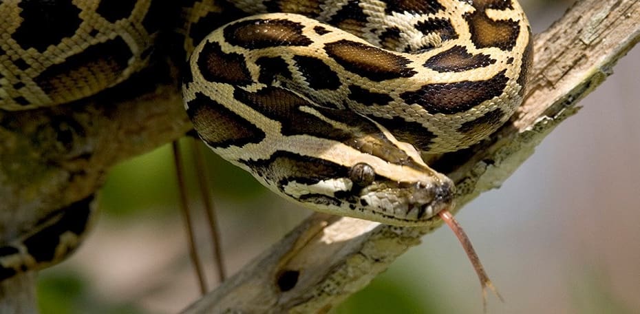 coronavirus and snakes
