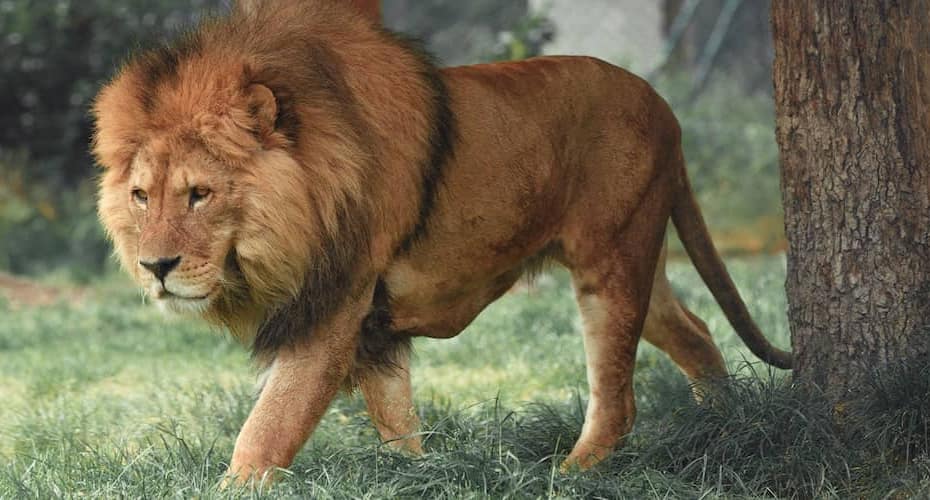 trophy hunting
