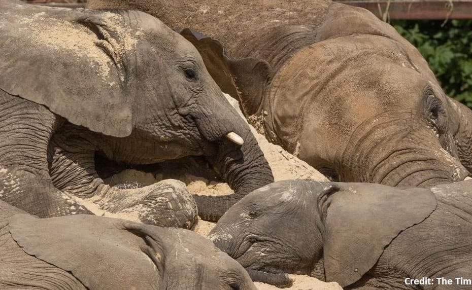 elephants