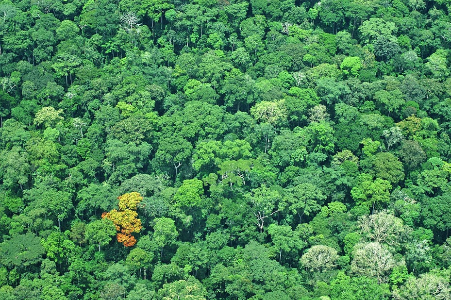 Africa forest dwellers