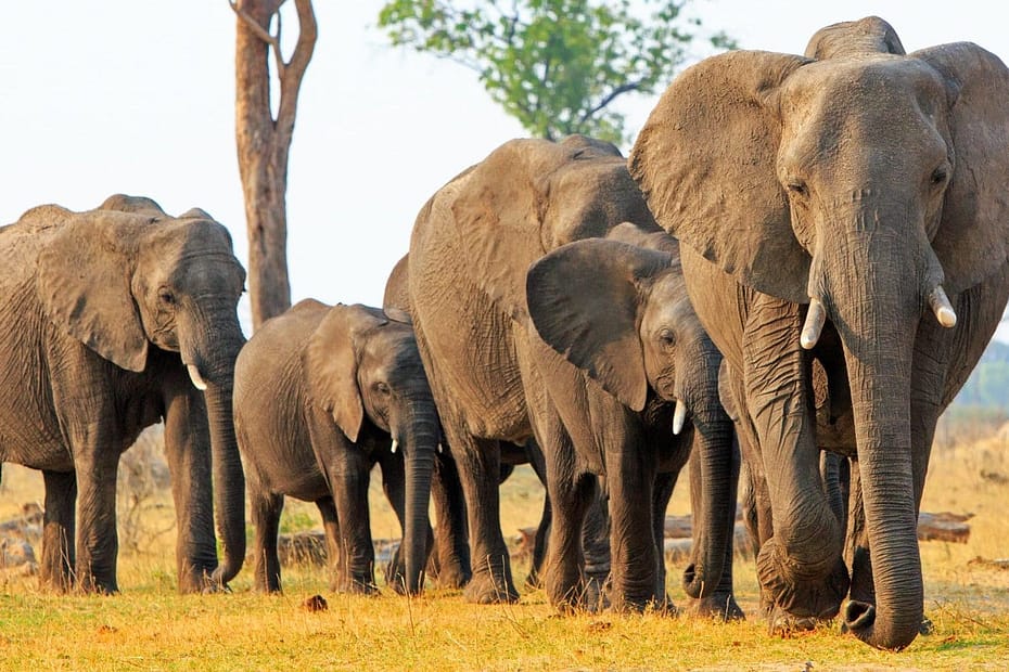 trophy hunting