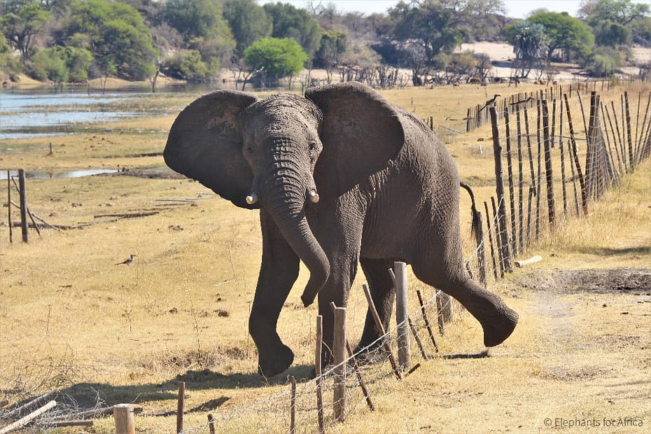 human wildlife conflict