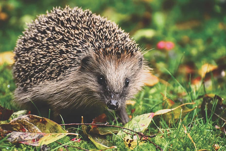 UK wildlife report