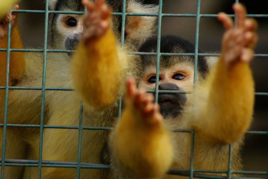 wildlife trade