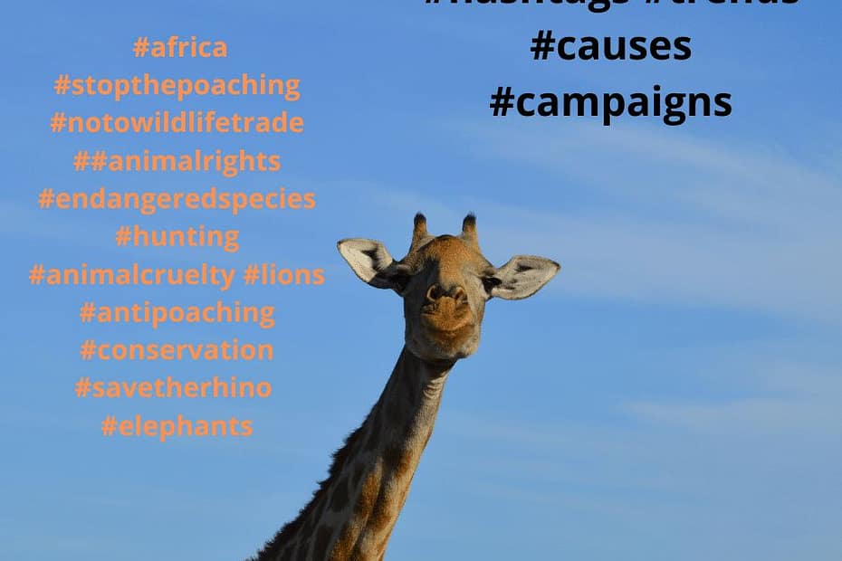 celebrity campaigns