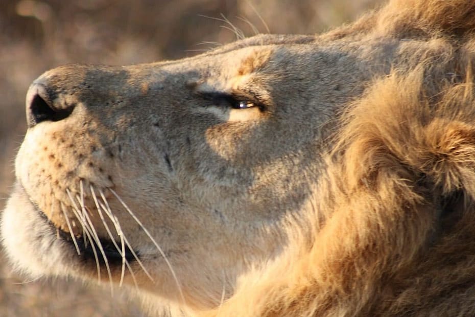 African conservation