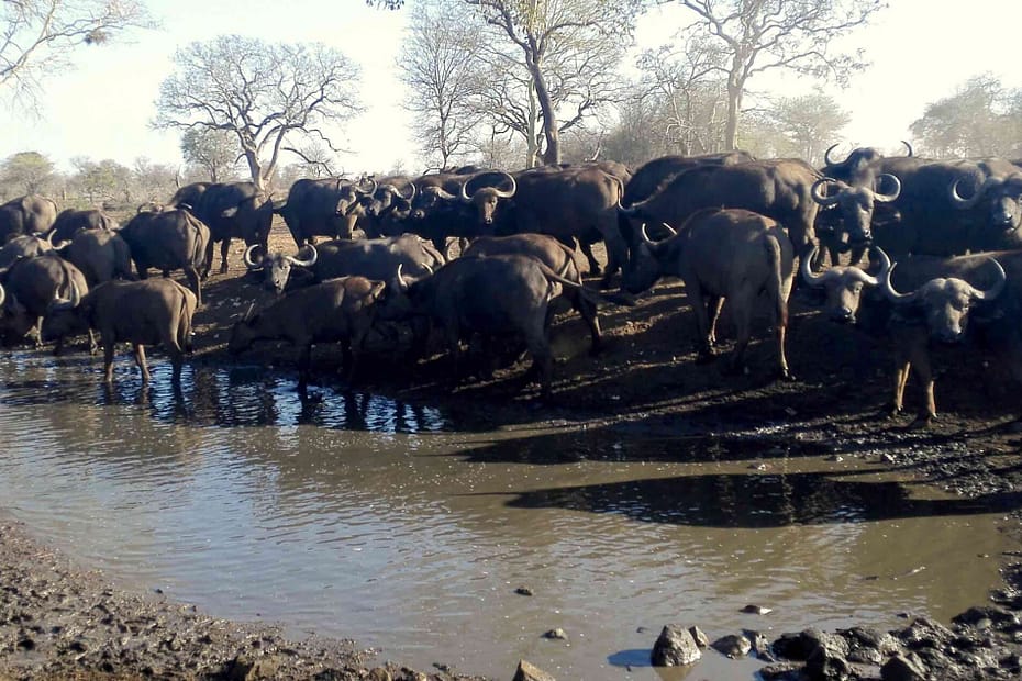 Fifty or more buffalo crowd the shore of a small waterhole.