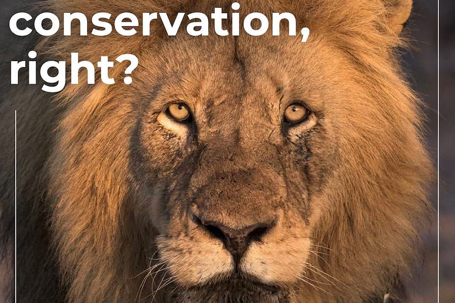 Cover of the reporting showing a close-up of a lion's face.