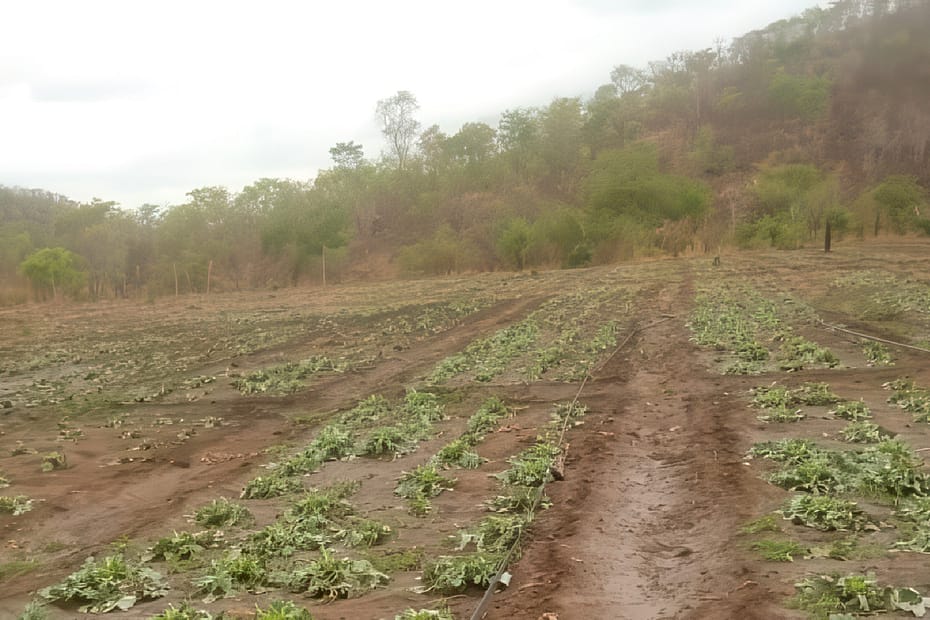 A farmer holding a slingshot stands next to a field of flattened cabbages.