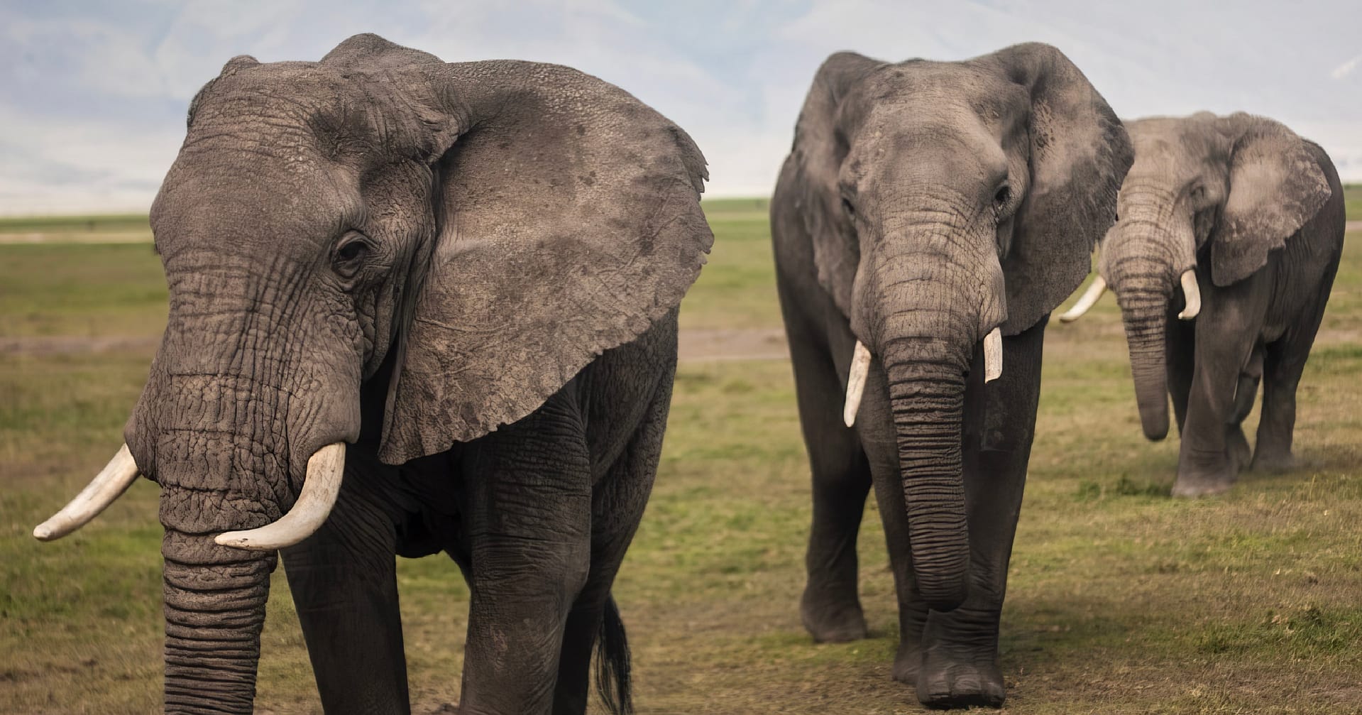Three elephants walking in a line.