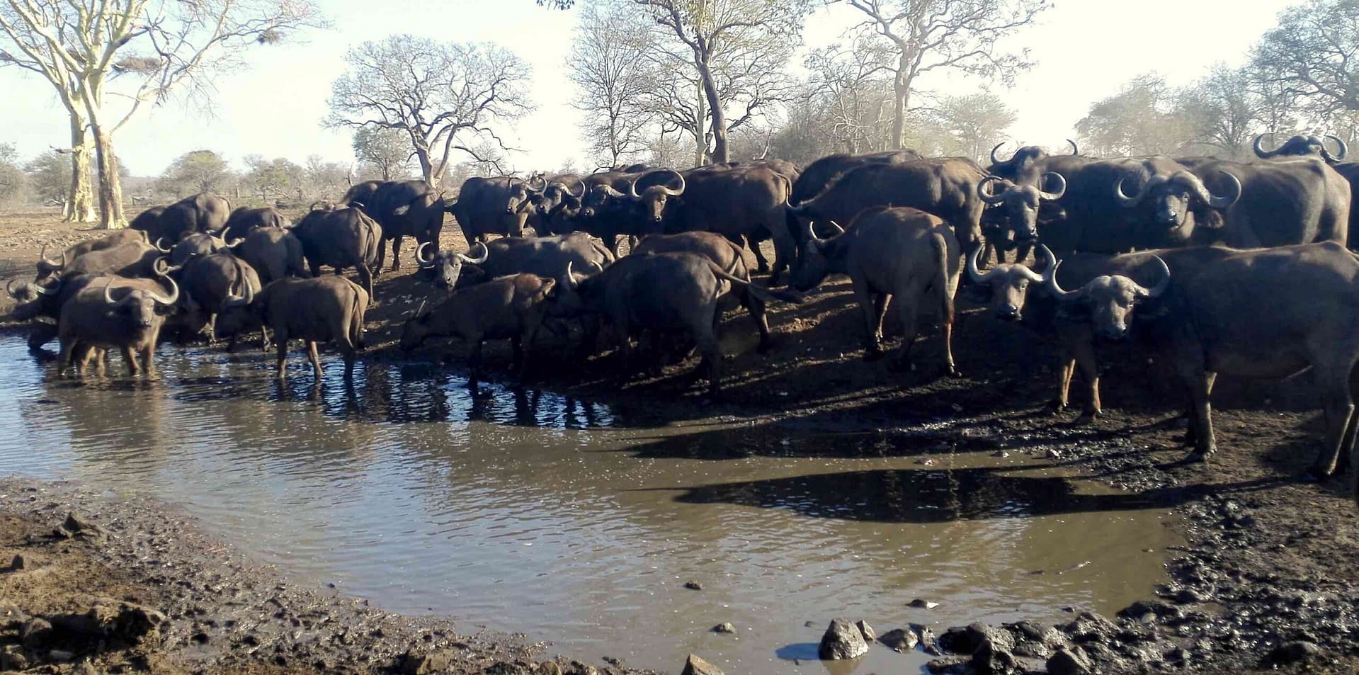 Fifty or more buffalo crowd the shore of a small waterhole.