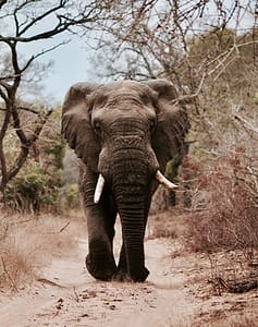 An elephant walks along a sandy track, bordered by trees.