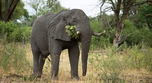 An elephant eating green bushes.