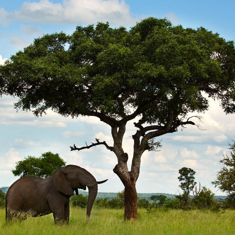 An elephant looks up at a large green tree.